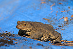 Ropucha obecn� (Bufo bufo)