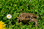 Ropucha obecn� (Bufo bufo)