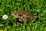 Ropucha obecn� (Bufo bufo)
