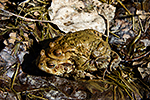 Ropucha obecná (Bufo bufo)