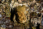 Ropucha obecn� (Bufo bufo)