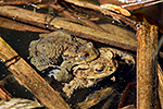 Ropucha obecn� (Bufo bufo)