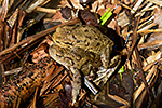 Ropucha obecn� (Bufo bufo)