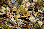 Ropucha obecn� (Bufo bufo)