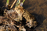 Ropucha obecn� (Bufo bufo)