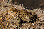 Ropucha obecn� (Bufo bufo)