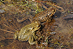 Ropucha obecn� (Bufo bufo)