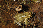 Ropucha obecn� (Bufo bufo)