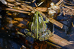 Skokan sk�ehotav� (Rana ridibunda)