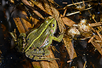 Skokan skřehotavý (Rana ridibunda)