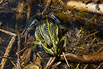 Skokan sk�ehotav� (Rana ridibunda)