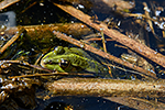 Skokan sk�ehotav� (Rana ridibunda)