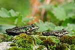 Skokan zelen� (Rana esculenta)