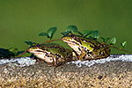 Skokan zelen� (Rana esculenta)