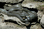 U�ovka obojkov� (Nartrix natrix)