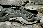 U�ovka obojkov� (Nartrix natrix)