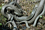 U�ovka obojkov� (Nartrix natrix)