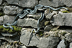 U�ovka obojkov� (Nartrix natrix)