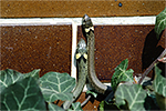 U�ovka obojkov� (Nartrix natrix)
