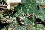 U�ovka obojkov� (Nartrix natrix)