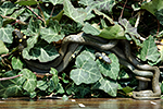 U�ovka obojkov� (Nartrix natrix)