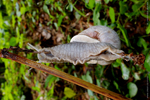 Hlem��� zahradn� (Helix pomatia)