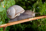 Hlem��� zahradn� (Helix pomatia)