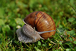 Hlem��� zahradn� (Helix pomatia)