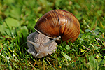 Hlem��� zahradn� (Helix pomatia)