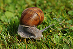 Hlem��� zahradn� (Helix pomatia)