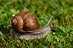 Hlem��� zahradn� (Helix pomatia)