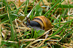 Plamatka lesn� (Arianta arbustorum)