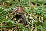 Plamatka lesní (Arianta arbustorum)