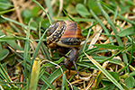Plamatka lesn� (Arianta arbustorum)