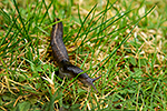 Slim�k popelav� (Limax cinereonigra)