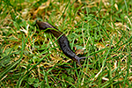 Slim�k popelav� (Limax cinereonigra)