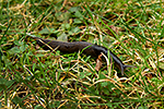 Slim�k popelav� (Limax cinereonigra)