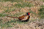 Bažant obecný (Phasianus colchicus)