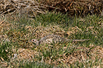 Ba�ant obecn� (Phasianus colchicus)