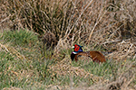 Ba�ant obecn� (Phasianus colchicus)