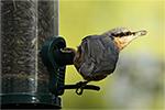 Brhl�k lesn� (Sitta europaea)