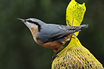 Brhl�k lesn� (Sitta europaea)