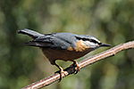 Brhl�k lesn� (Sitta europaea)