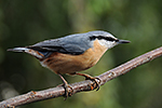 Brhl�k lesn� (Sitta europaea)