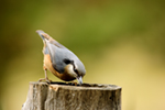 Brhl�k lesn� (Sitta europaea)