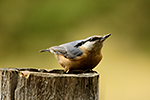 Brhl�k lesn� (Sitta europaea)
