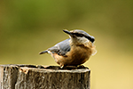 Brhl�k lesn� (Sitta europaea)