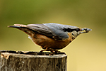 Brhl�k lesn� (Sitta europaea)