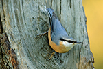 Brhl�k lesn� (Sitta europaea)