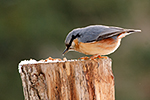 Brhl�k lesn� (Sitta europaea)